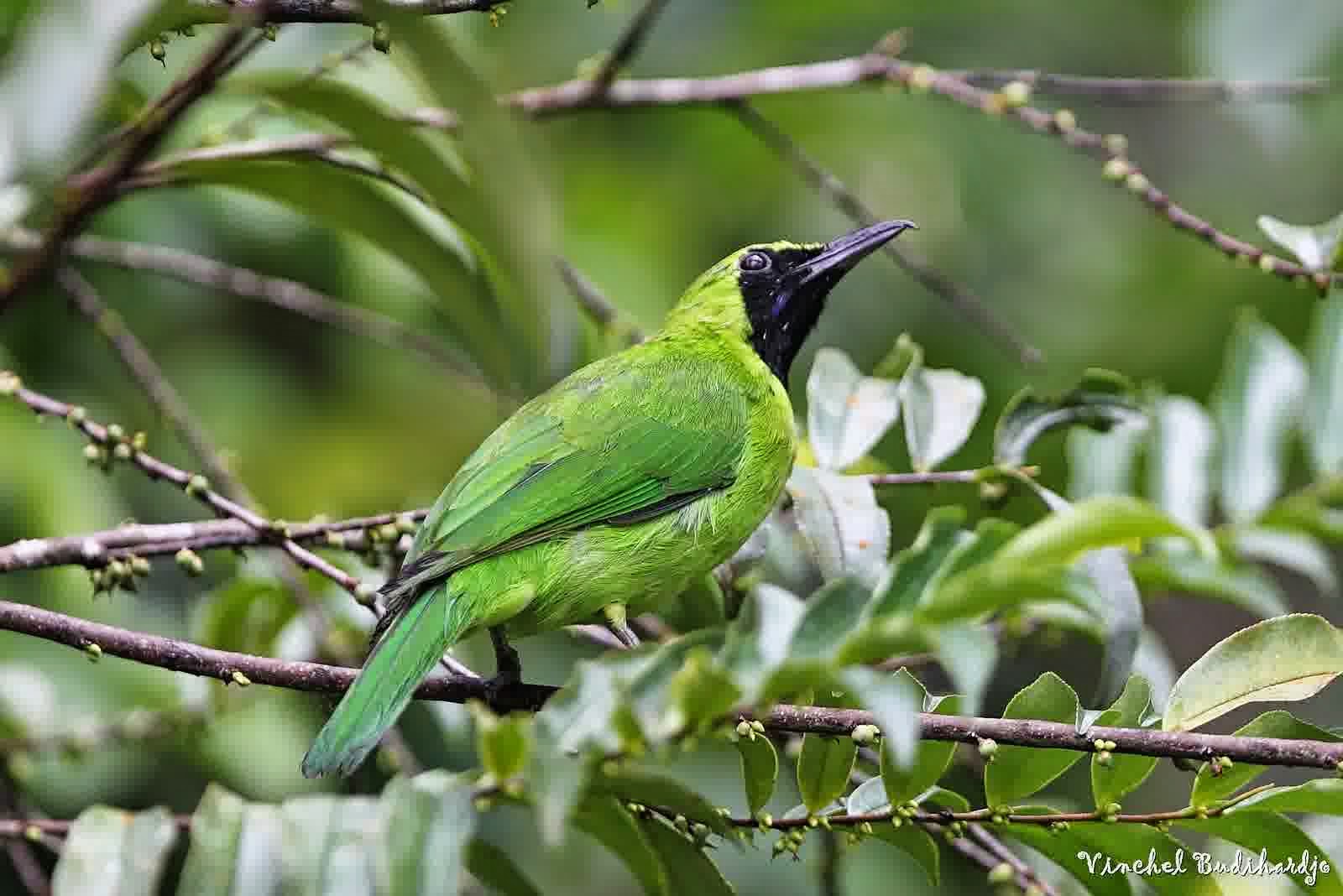 Om Hoby: Burung Cucak Ijo