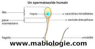 production des spermatozoïdes
