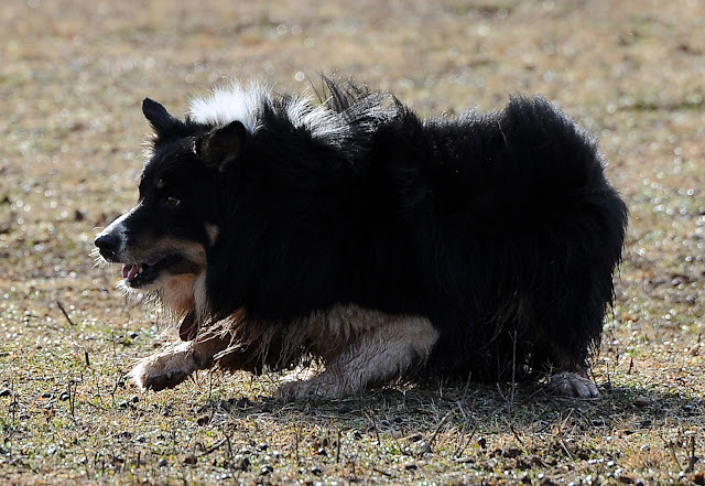 Traditional Border Collie Name Cap