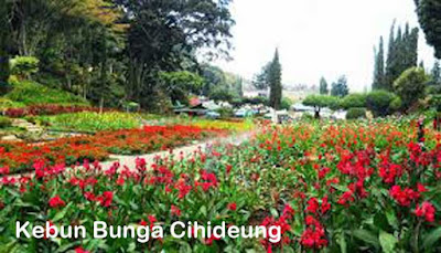 kebun bunga cihideung