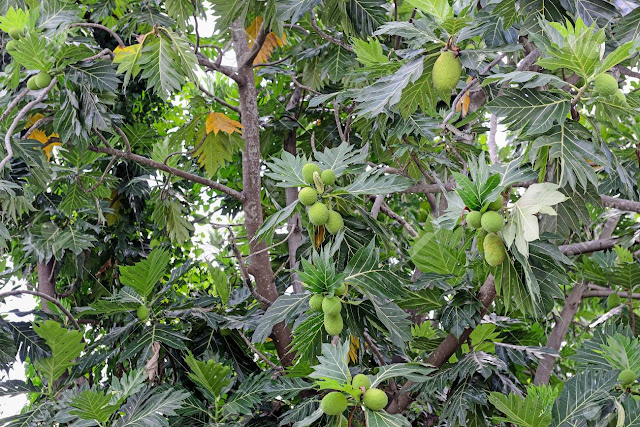 கறிப்பலா (ரொட்டி பழம் ) ன் 10 ஆரோக்கிய நன்மைகள் | 10 Amazing Benefits Of Breadfruit For Skin, Hair And Health