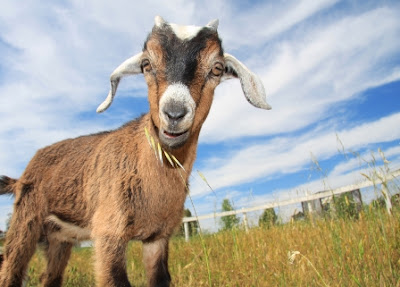 background computer wallpapers of beautiful goats, beautiful goats wallpapers, desktop wallpapers