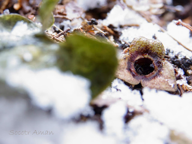 Asarum nipponicum