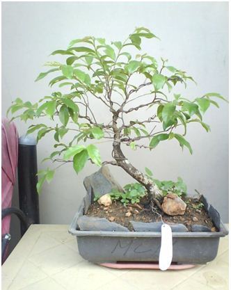 Jenis Tanaman Buah  Buahan  yang Dapat Dijadikan Bonsai 