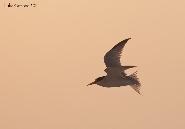 Least Terns Birds Pictures, http://dmjapan.blogspot.com/