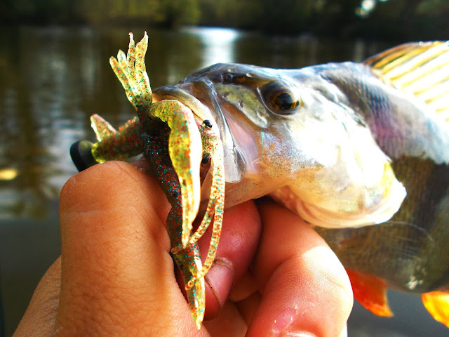 Quentin Combe Savage Gear Perche 3D Crayfish Float-Tube Loire