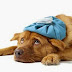 Dog illness symptom checker