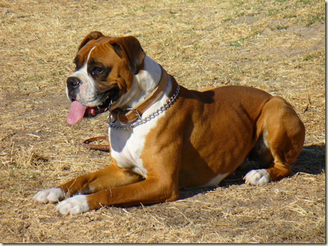 boxer - perro-boxer