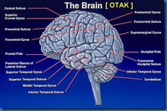 otak