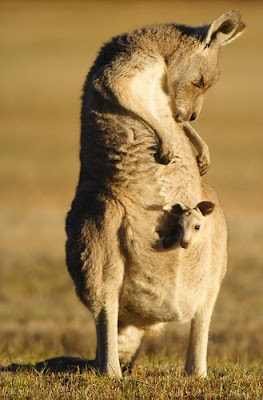 Cute Baby In mothers Pocket Photo