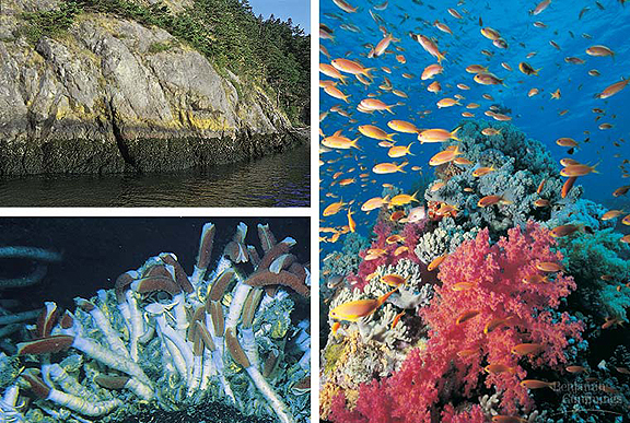 Pembagian Bioma  Air Laut dan Vegetasi Pantai Geograph88