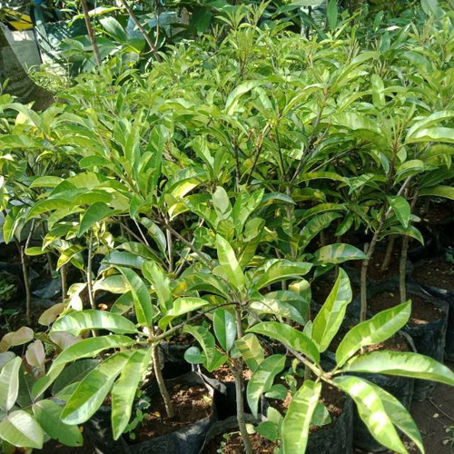 bibit pohon sawo variegata sering dicari petani ready stok Jawa Tengah