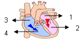  ipa kelas 5, struktur jantung