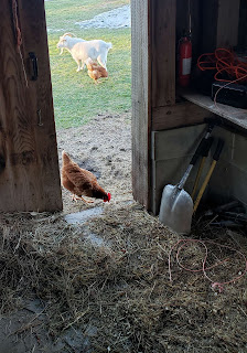 Open barn door with brown hen and white goat  in view