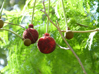 Néré - Arbre nutta - Parkia biglandulosa 