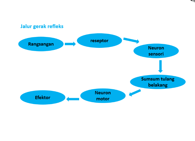 Education SISTEM REGULASI PADA MANUSIA