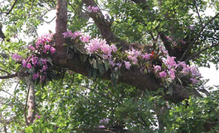  Flor de Mayo o Lirio de Mayo