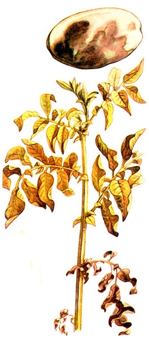 Бурая гниль картофеля / трахеобактериозное увядание (Pseudomonas solanacearum): поражённое растение и поражённый клубень в разрезе.
