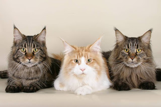 maine coon cat wallpaper