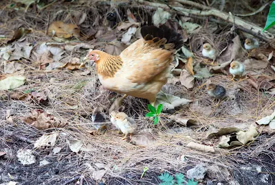 Henne mit Küken auf der Insel La Digue