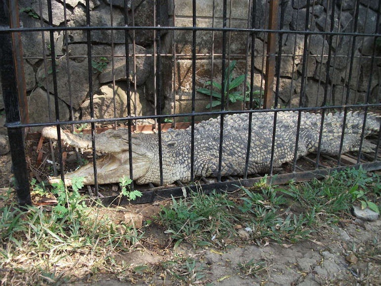 A crocodile is in a narrow cage in Taman Balekambang. Oh, please, Mr. Manager, you can't be serious