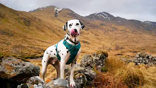 dalmatian dog