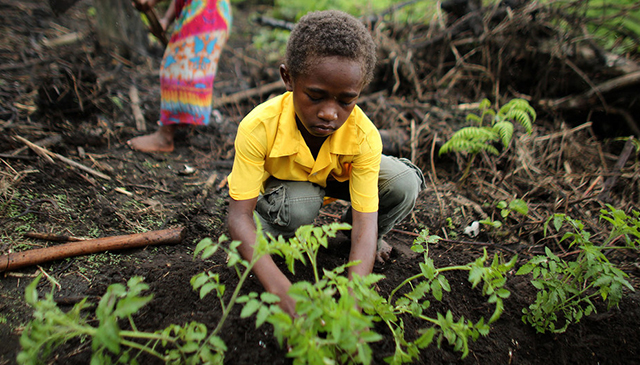 Las comunidades agrícolas del archipiélago del Océano Pacífico, como la isla de Vanuatu, se están adaptando a los patrones climáticos más secos.UNICEF/Josh Estey