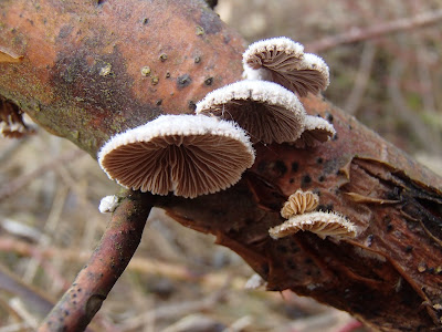 rozszczepka pospolita Schizophyllum commune