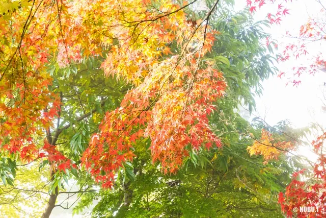 もみじ回廊の紅葉～河口湖