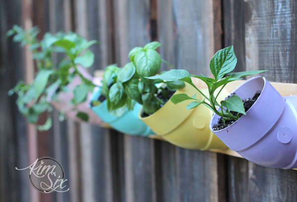 Growing garden in PVC pipe vertical planters