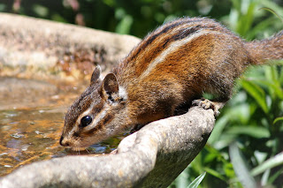 Chipmunk, Point Reyes