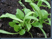 spenat