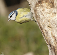 Herrerillo común. (Cyanistes caeruleus)