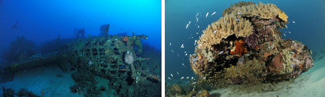  Di perairan Morotai bukan hanya terdapat bermacam-macam terumbu karang yang indah dengan berbaga Diving - Wisata Pulau Morotai