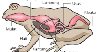 Sistem Pencernaan Pada Amfibi  Biologi Edukasi Belajar 