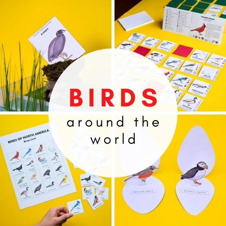 Birds around the world educational bundle