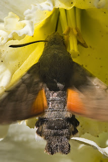 Para ampliar Macroglossum stellatarum (Linnaeus 1758) Esfinge colibrí hacer clic