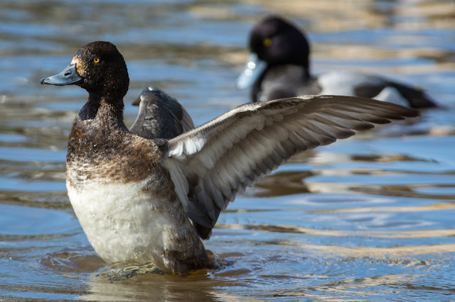 Lesser Scaup, Centennial Park