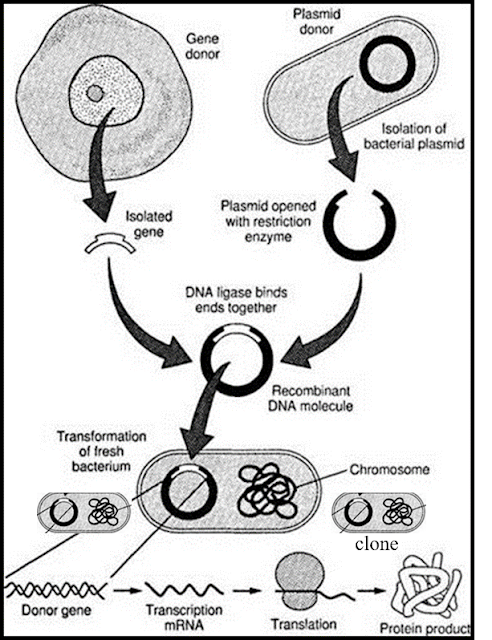 What are the steps in Gene cloning