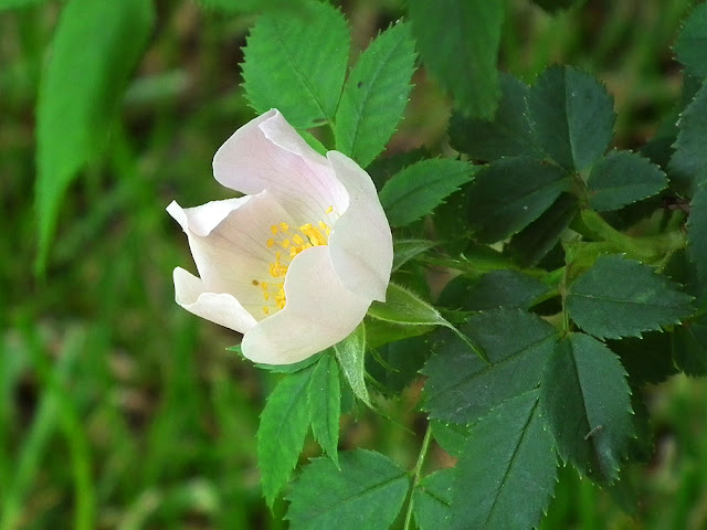 Dog Rose Rosa canina, Indre et loire, France.