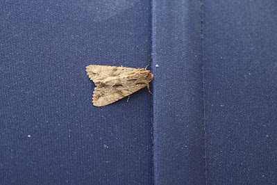 Graswortelvlinder - Gerswoartelûltsje - Apamea monoglypha