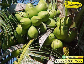 Bibit Kelapa Wulung, Bibit Kelapa Gading, Bibit Kelapa Hijau, Bibit Kelapa Unggul, Bibit Kelapa Kopyor Genjah, Bibit Kelapa Kopyor Hibrida Unggul