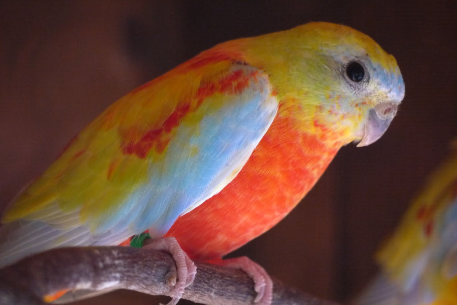 Download Grassparakeet photo blog: Sexing the yellow opaline ...