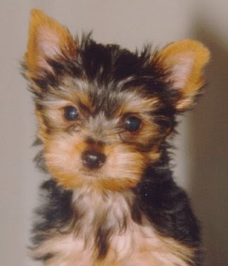 Yorkie pictures