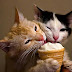 MENGAPAKAH KUCING TIDAK DAPAT MERASA MAKANAN YANG MANIS