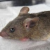 LASSA FEVER: 11 THINGS YOU NEED TO KNOW ABOUT THE KILLER DISEASE