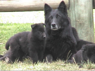 Belgian Shepherd Dog Picture