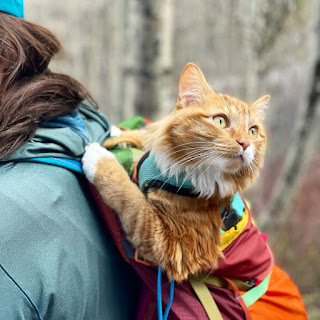 El viaje de Liebchen: el gato aventurero rompiendo estereotipos y explorando el mundo