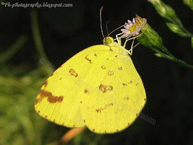 Common Grass Yellow Butterfly