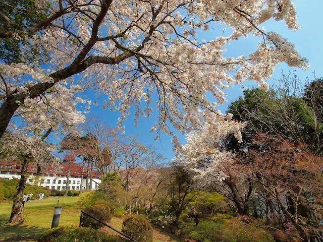 箱根　山のホテル　桜